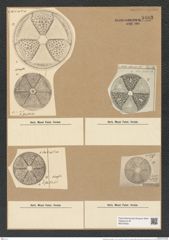 Actinoptychus seductilis A. schm. (de-Toni-Nr.: Genus 227, Species 5586) Zeichnungen Sammlung Grunow Nr. 9483 (NHMW-BOT-W0379455)